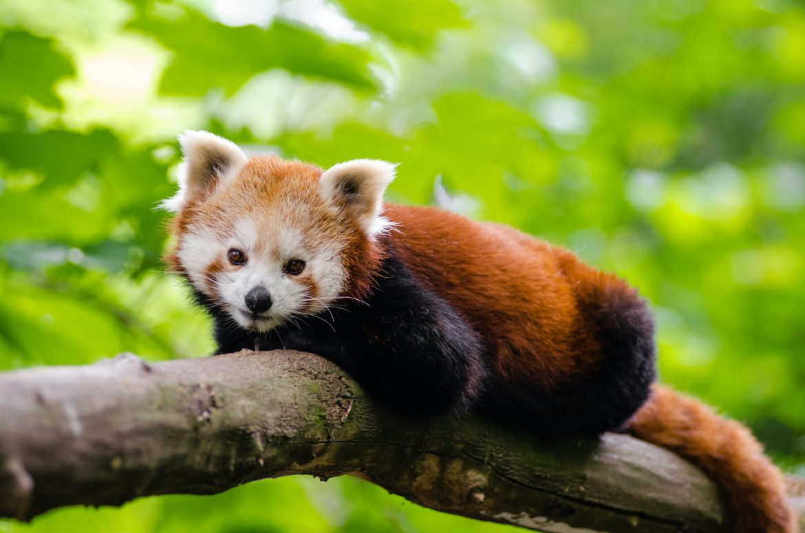 IA en conservación de especies en peligro: Un nuevo aliado para la biodiversidad
